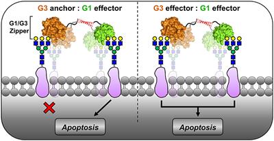 A Synthetic Tetramer of Galectin-1 and Galectin-3 Amplifies Pro-apoptotic Signaling by Integrating the Activity of Both Galectins